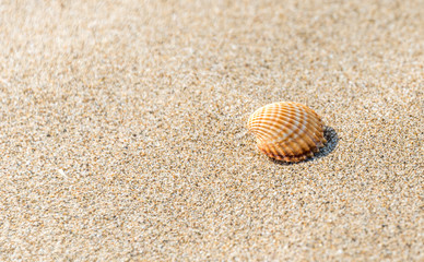 Shell on a Sandy Beach on a Sunny Day