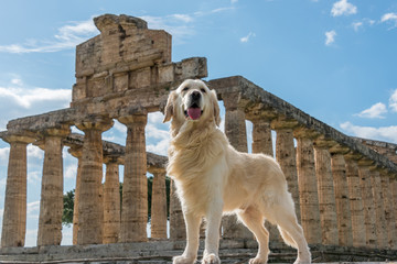 Golden Retriever at an Ancient Greek Temple in the Ruins of a Village in Southern Italy