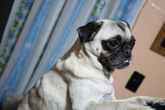 PUG