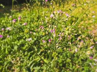 Little ironweed in the garden