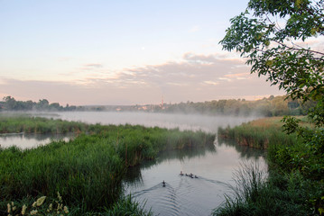 Geese in fog. Flock of birds swims near shore of river under trees. Beautiful spring landscape in morning. Reflections in water