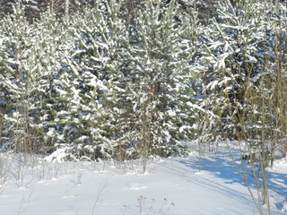 My Ural, my house