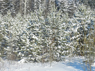 My Ural, my house