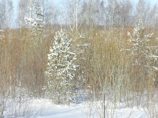 My Ural, my house
