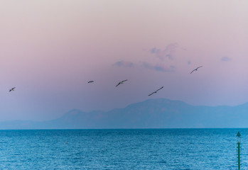 Seagulls Flying in a Southern Mediterranean Sunrise