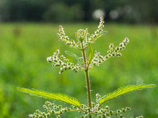 Plant and spider net