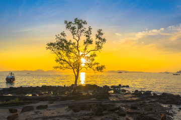 aerial view the unseen tree in sunset the old tree on the rock beside the beach at Kwang beach Krabi Thailand