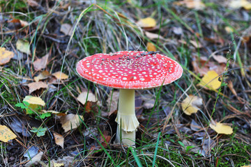 Red fly agaric