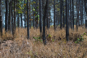 Forest in the dry season. Blurred and soft focus.