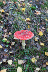 Red fly agaric