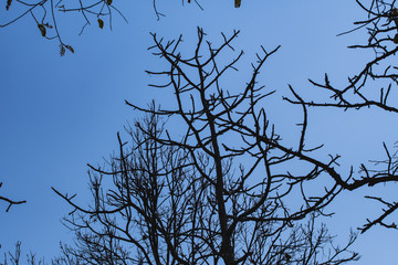 Forest in the dry season. Blurred and soft focus.
