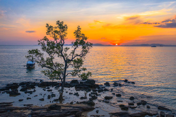 aerial view the unseen tree in sunset the old tree on the rock beside the beach at Kwang beach Krabi Thailand