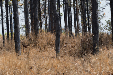 Forest in the dry season. Blurred and soft focus.