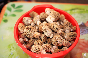 Morel Mushrooms