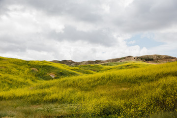 Yellow field of wildflowers called black mustard, Brassica nigra