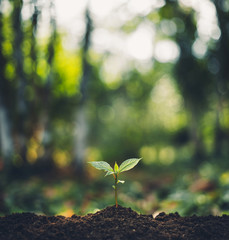 Plant Trees concept in the forest With morning light and back bokeh Beautiful nature