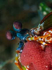 Underwater close-up photography of a mantis shrimp with eggs.