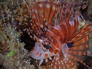 Underwater close-up photography of a zebra lionfish.