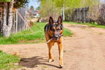 Dog German Shepherd in a village in a summer