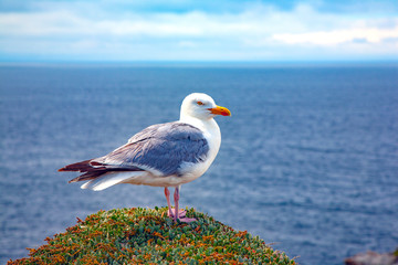 france; brittany,belle-île-en-mer  island  :   seagull