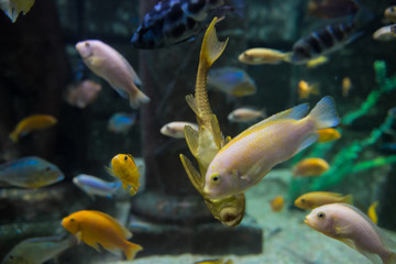 Fototapeta premium sea fish in the aquarium