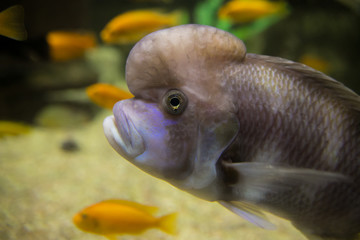 Obraz premium sea fish in the aquarium