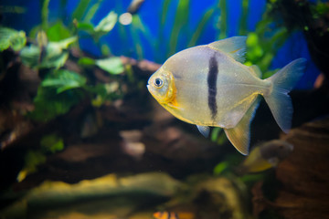 sea fish in the aquarium