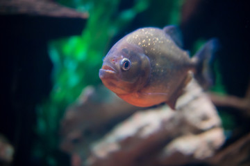 sea fish in the aquarium