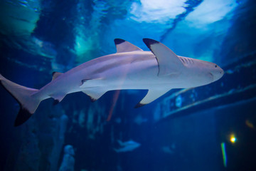 Sharks and small fish swimming in aquarium