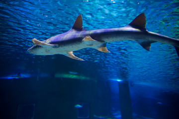 Obraz premium sea fish in the aquarium