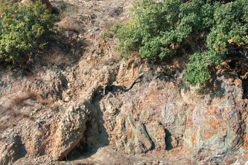 Wild plants grow on the rocks.  Background texture of green space