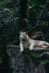 White Bengal Tiger