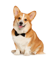 Welsh Corgi Pembroke Dog  Isolated  on white Background in studio