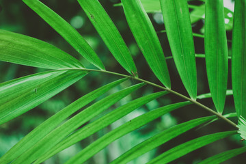 Fototapeta na wymiar Palm tree foliage. Vintage tropical background. Retro toned. Macro photography.