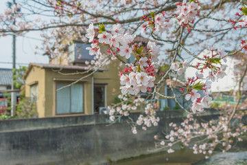 Fototapeta na wymiar sakura flower blossom in Japan
