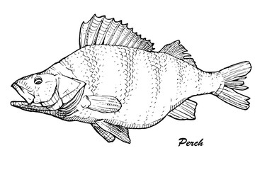 Vector illustration of fish perch isolated on white background - vector graphic