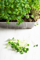 Microgreens arugula sprouts