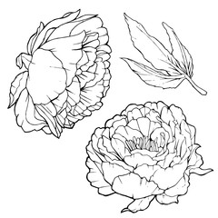 Vector illustration of flower pion isolated on white background - vector graphic