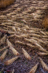 rice sands on the road