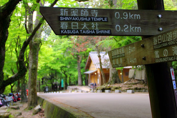 in the forest