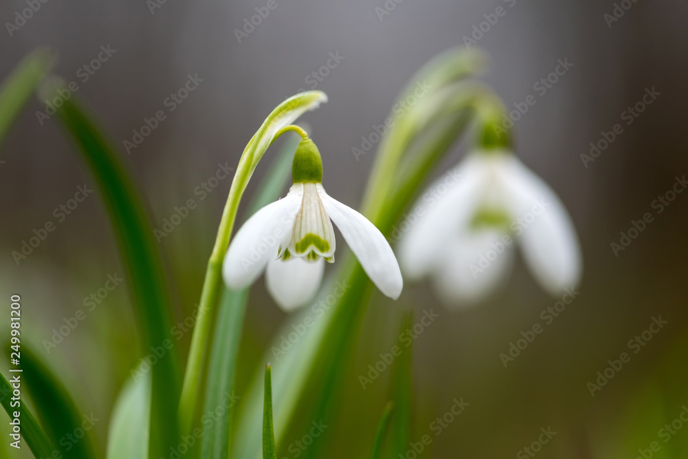 Canvas Prints Snowdrop or common snowdrop (Galanthus nivalis) flowers