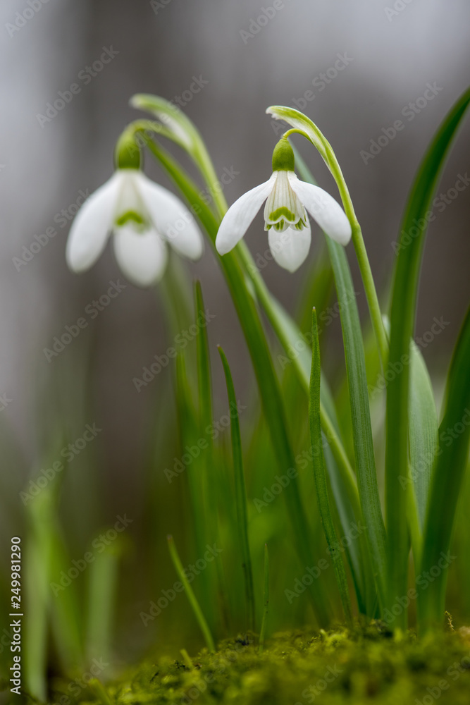 Poster Snowdrop or common snowdrop (Galanthus nivalis) flowers