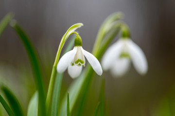 Snowdrop or common snowdrop (Galanthus nivalis) flowers