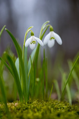 Snowdrop or common snowdrop (Galanthus nivalis) flowers
