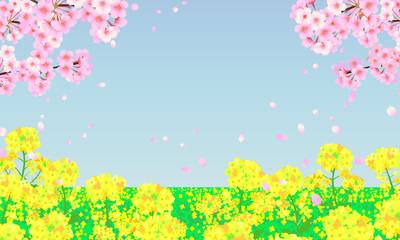春の背景イラスト　菜の花畑と桜の木