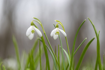 Snowdrop or common snowdrop (Galanthus nivalis) flowers