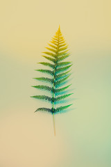 Fern leaves on blue background, flat lay, top view