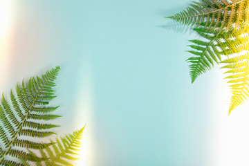 Fern leaves on blue background