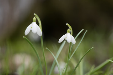 Snowdrop or common snowdrop (Galanthus nivalis) flowers