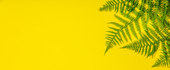 Fern leaves on yelow background, flat lay, top view